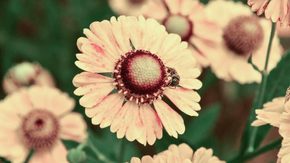 gelbe Blumen mit Biene